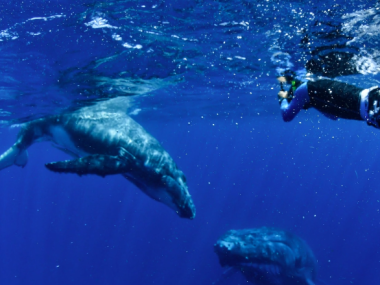 海底火山大喷发,汤加的大翅鲸会消失吗? 海底火山大喷发,汤加的大翅鲸会消失吗?_fororder_微信图片_20220127111643
